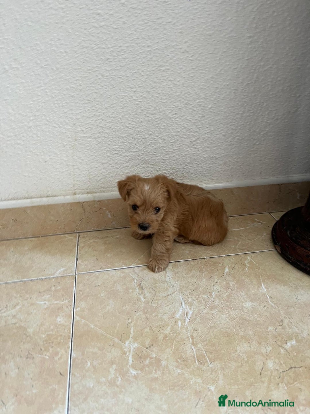 Yorkshire Terrier perros en venta: YORSHIRE - Imagen 2