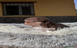 Chihuahua perros en venta: CHIHUAHUA PELO LARGO - Imagen 4
