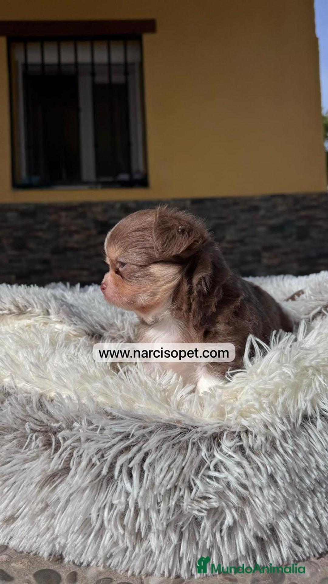Chihuahua perros en venta: CHIHUAHUA PELO LARGO - Imagen 4