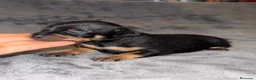 Pinscher Miniatura perros en venta: Pinscher miniatura - Anuncio 19