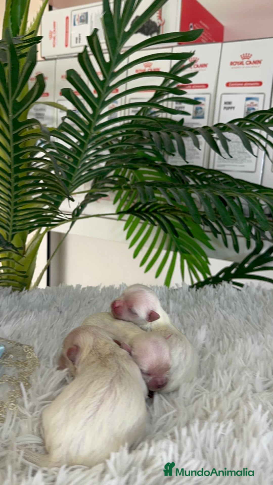 Bichón Maltés perros en venta: BICHON MALTES 100% COREANO - Anuncio 6