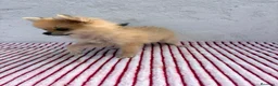 Pomerania perros en venta: Pomerania mini toy  - Anuncio 3