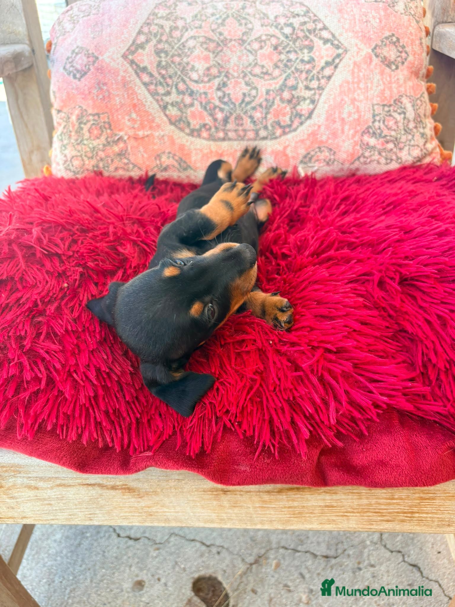 Teckel Miniatura perros Teckel kaninchen hembra  - Anuncio 2