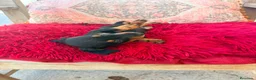 Teckel Miniatura perros en venta: Teckel kaninchen hembra  - Anuncio 1