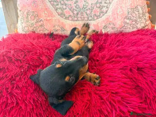 Teckel Miniatura perros Teckel kaninchen hembra - Anuncio 1