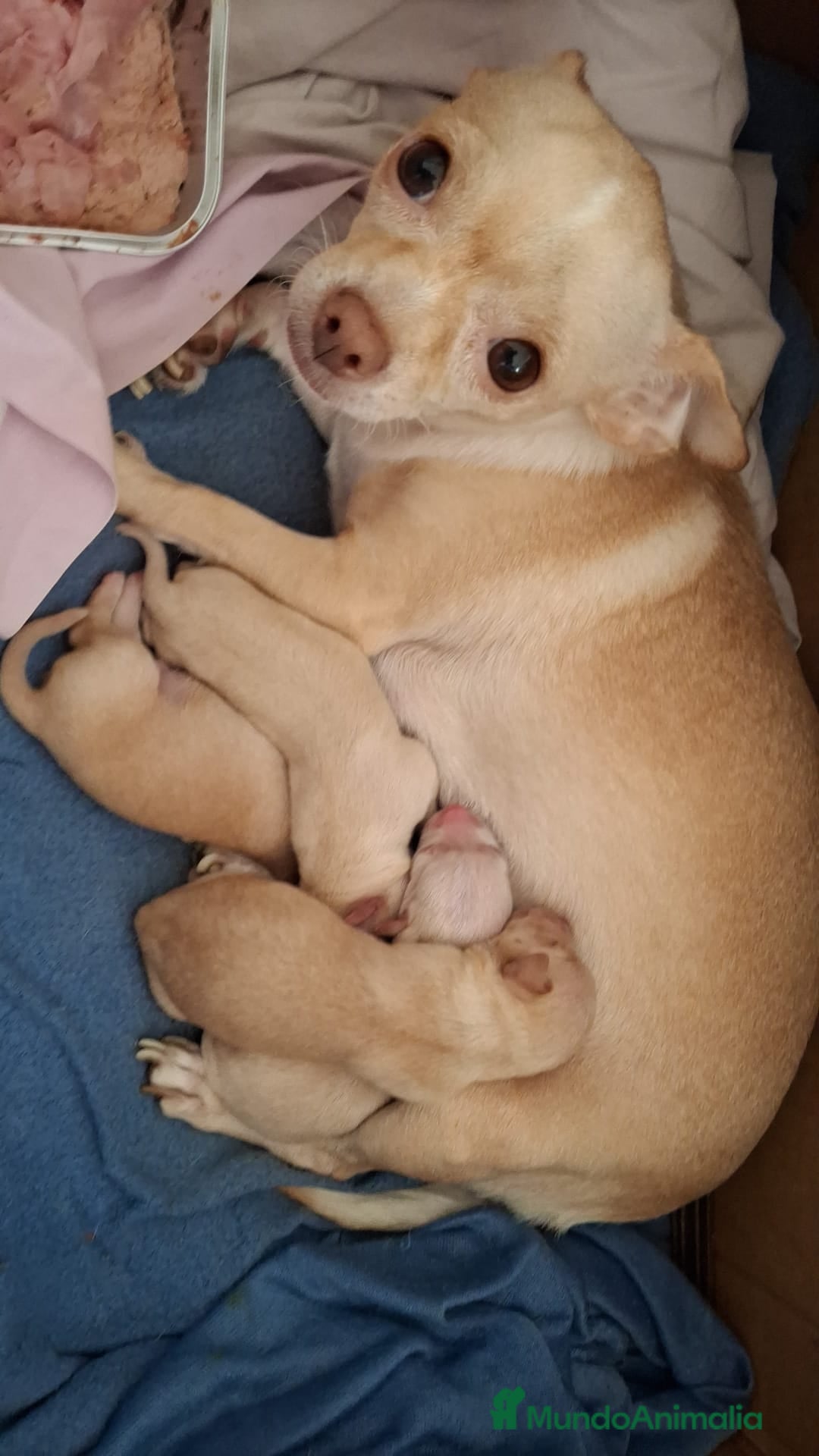 Chihuahua perros en venta: Chihuahua Toy  - Anuncio 2