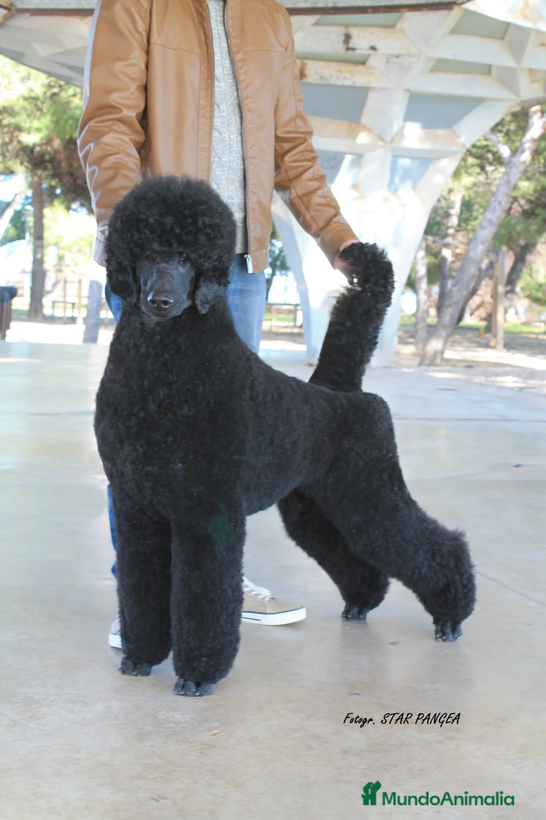 Caniche Gigante perros en venta: Cachorro caniche gigante macho negro  - Anuncio 12