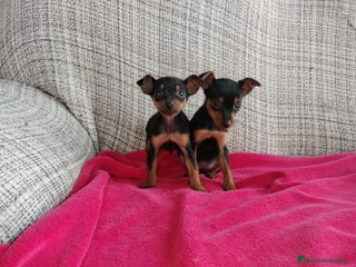 Pinscher Miniatura perros en Badajoz - Anuncio 35