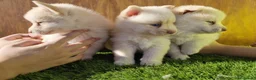 Pomsky perros en venta: Pomsky  - Anuncio 3