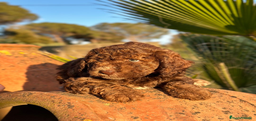 Imagen de galería {{count}}