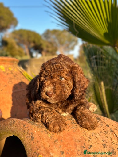 Imagen de galería {{count}}