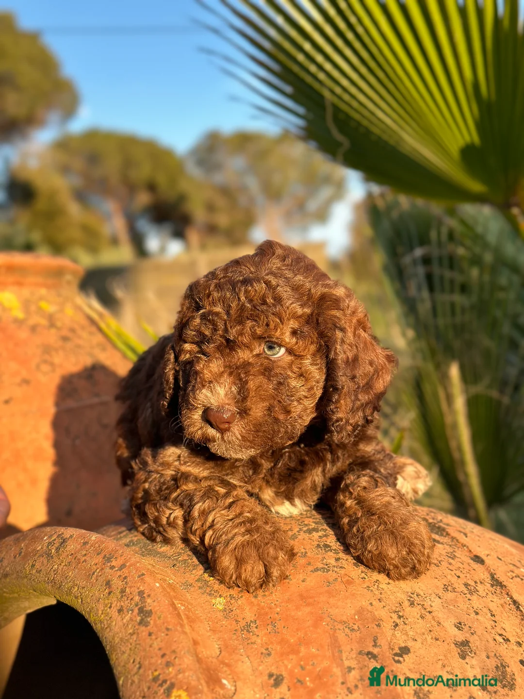 Imagen de galería {{count}}