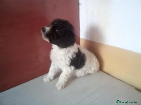 Perro de Agua Español perros Cachorros Perro de Agua Español - Anuncio 2