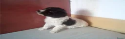 Perro de Agua Español perros en venta: Cachorros Perro de Agua Español - Anuncio 2