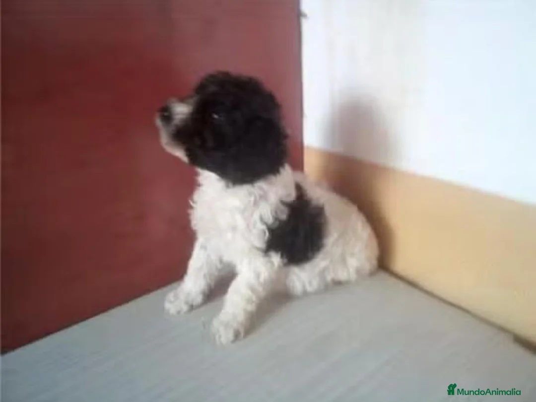 Perro de Agua Español perros en venta: Cachorros Perro de Agua Español - Anuncio 2