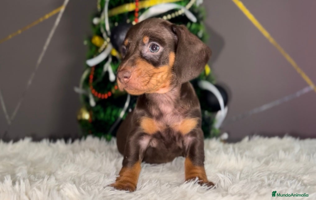 Teckel Miniatura perros TECKEL CHOCOLATE MINIATURA - Anuncio 5