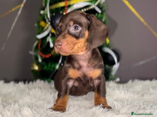 Teckel Miniatura perros TECKEL CHOCOLATE MINIATURA - Anuncio 5