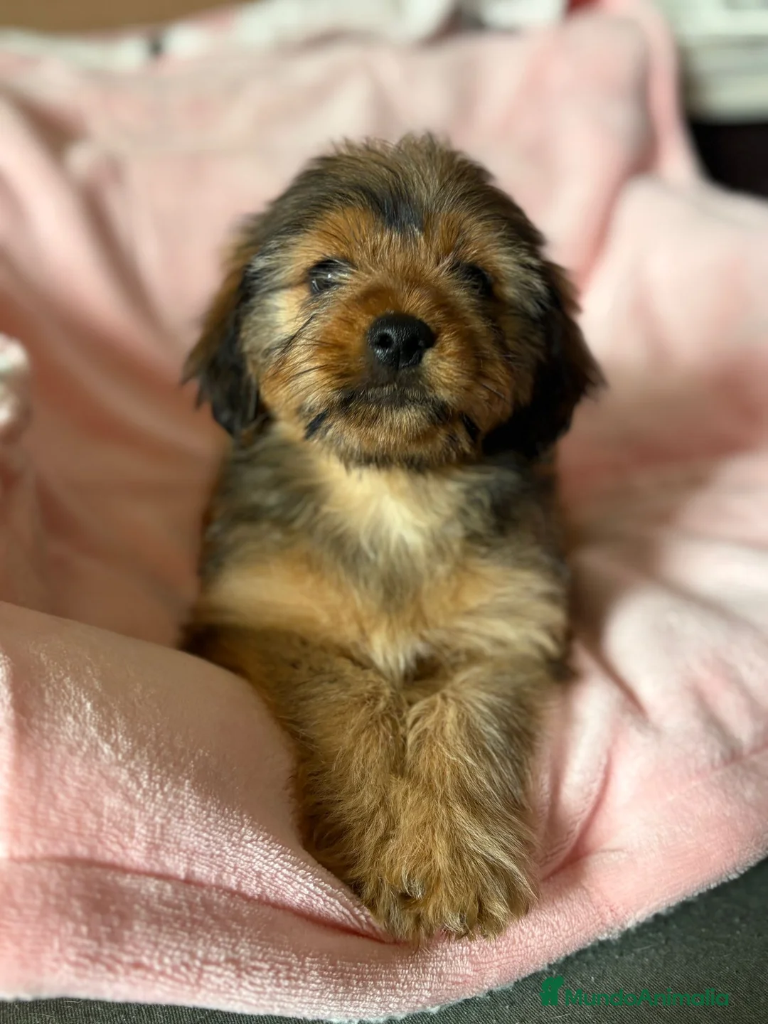 Yorkiepoo perros en venta: Últimos 2 machitos de Yorkiepoo  - Anuncio 12