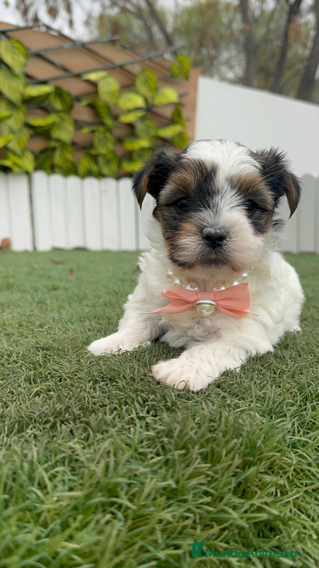 Yorkshire Terrier perros en venta: YORSKHIRE BIEWER HEMBRA - Anuncio 2