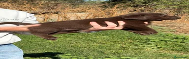 Labrador Retriever 1
