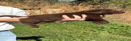 Labrador Retriever perros en venta: Labrador Retriever - Anuncio 3
