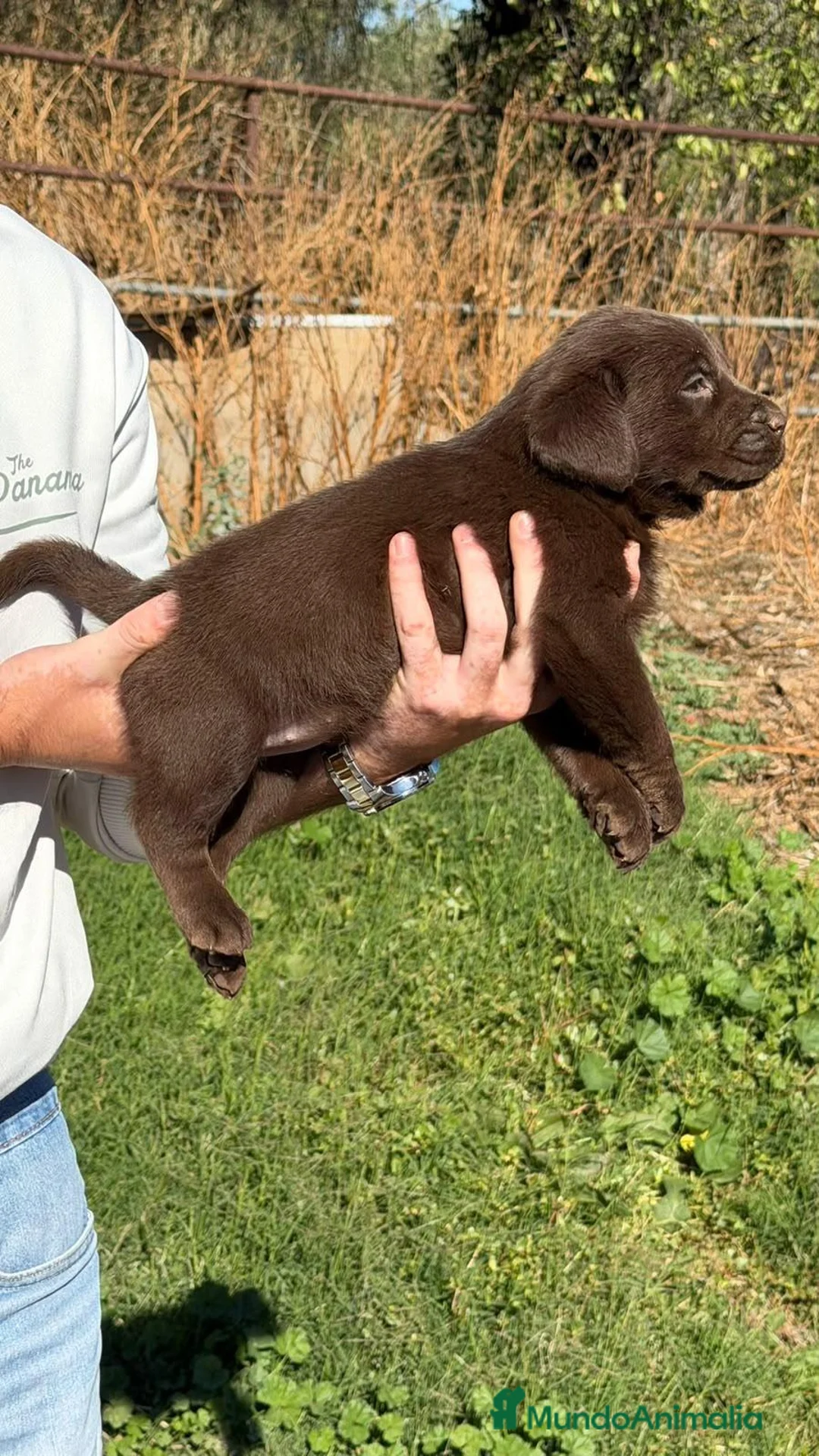 Labrador Retriever perros en venta: Labrador Retriever - Anuncio 3