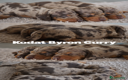 Teckel Miniatura perros en venta: 🐾 Kodat, Byron y Curry – Teckel miniatura 🐾 - Imagen 2