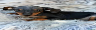 Pinscher Miniatura 2