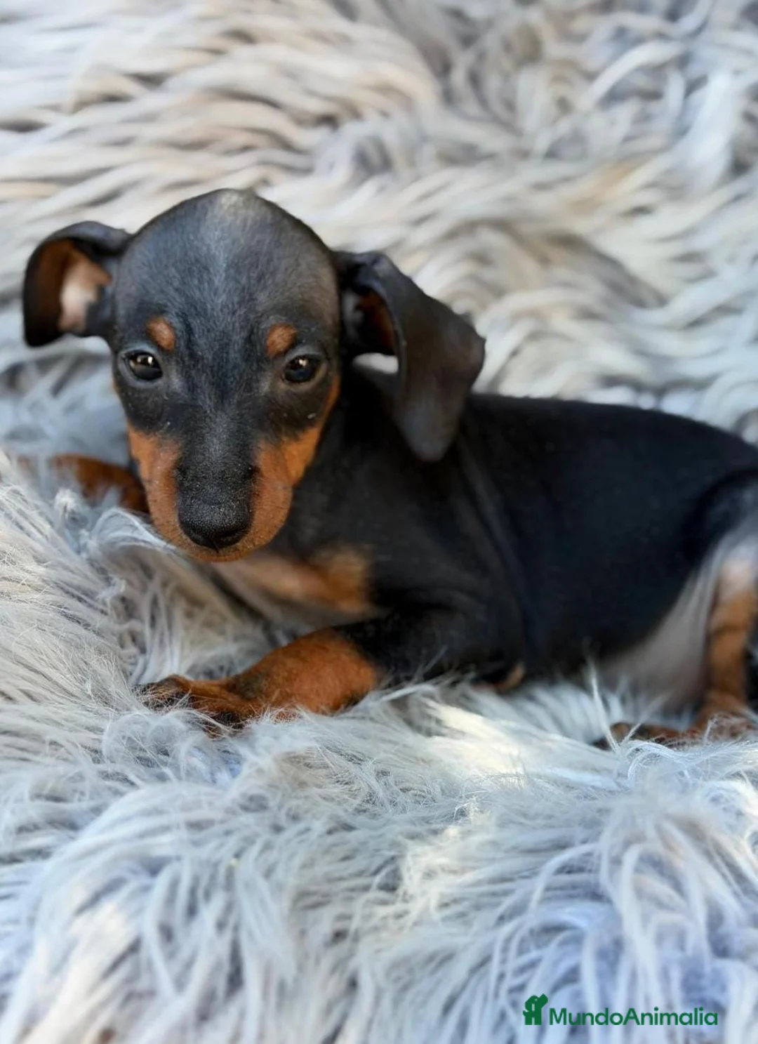 Pinscher Miniatura perros en venta: Camada mini pinscher🐾 - Anuncio 2