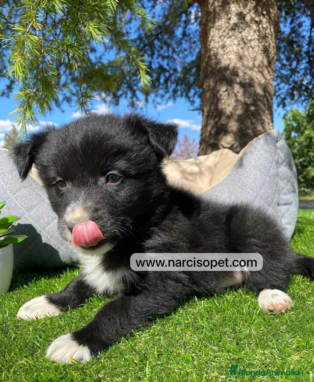 Border Collie perros en venta: VENTA DE BORDER COLLIE - Anuncio 2