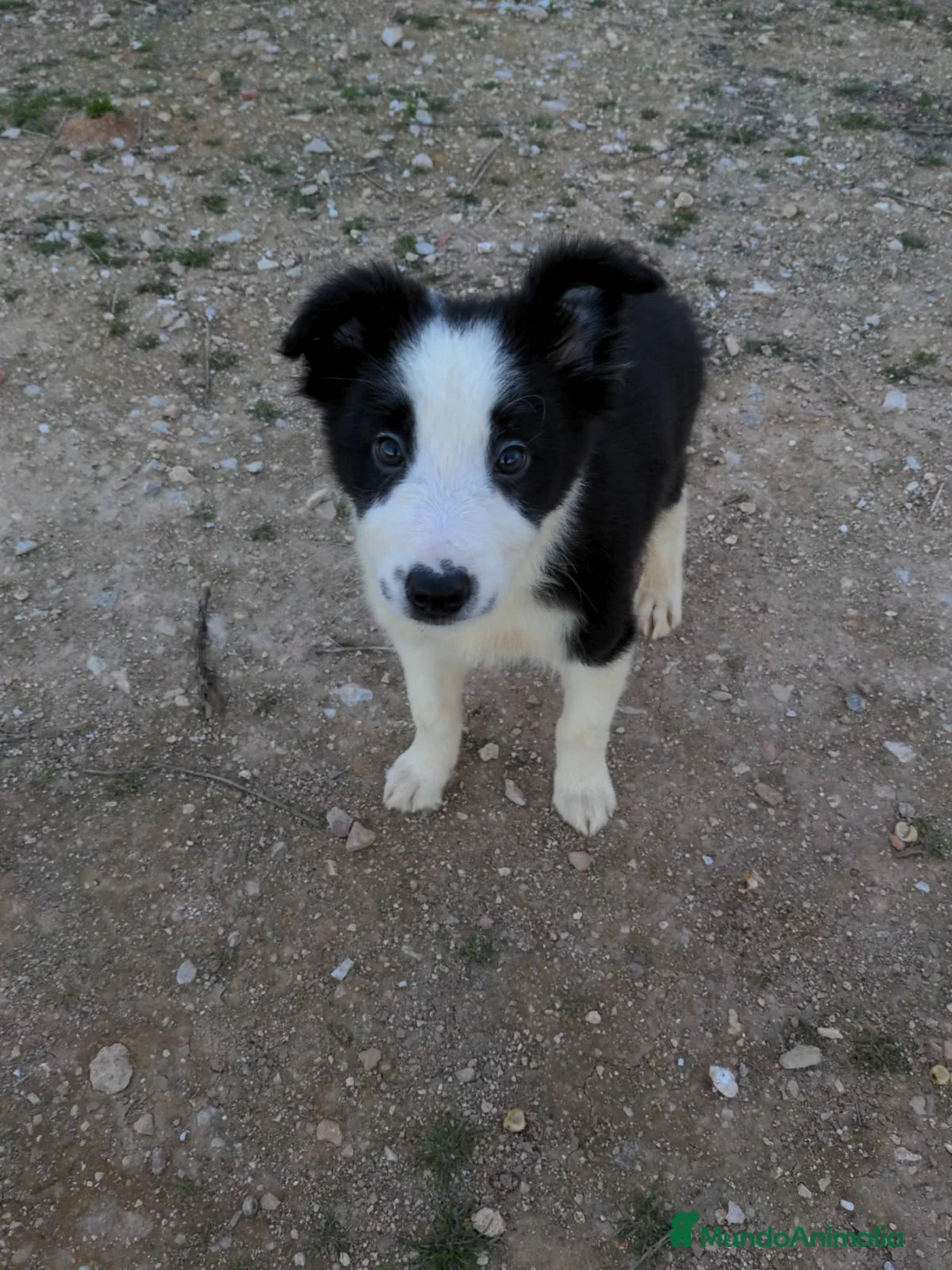 Border Collie perros en venta: Camada de border collie - Anuncio 10