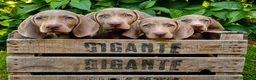 Weimaraner perros en venta: Bracos de Weimar magníficos - Anuncio 8