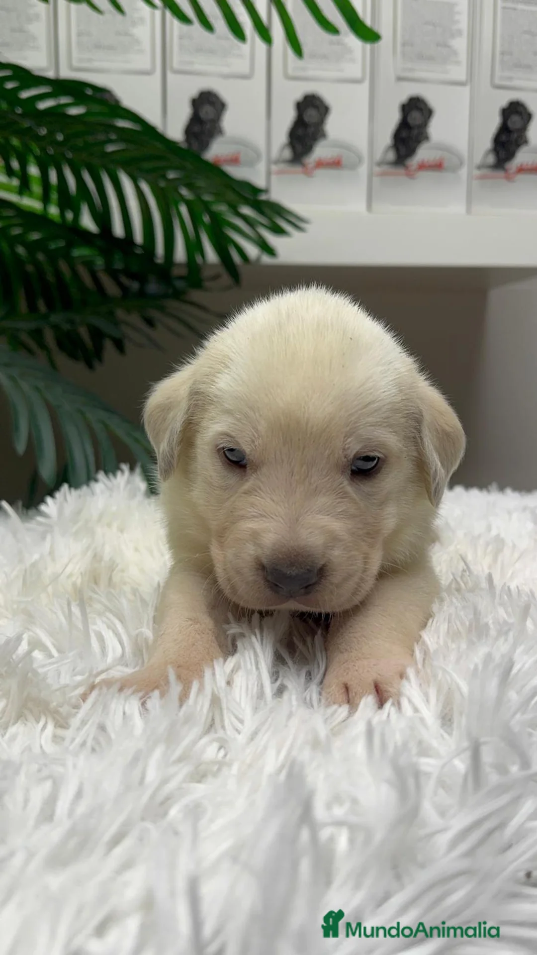 Mastín Español perros en venta: MASTIN ESPAÑOL - Anuncio 10