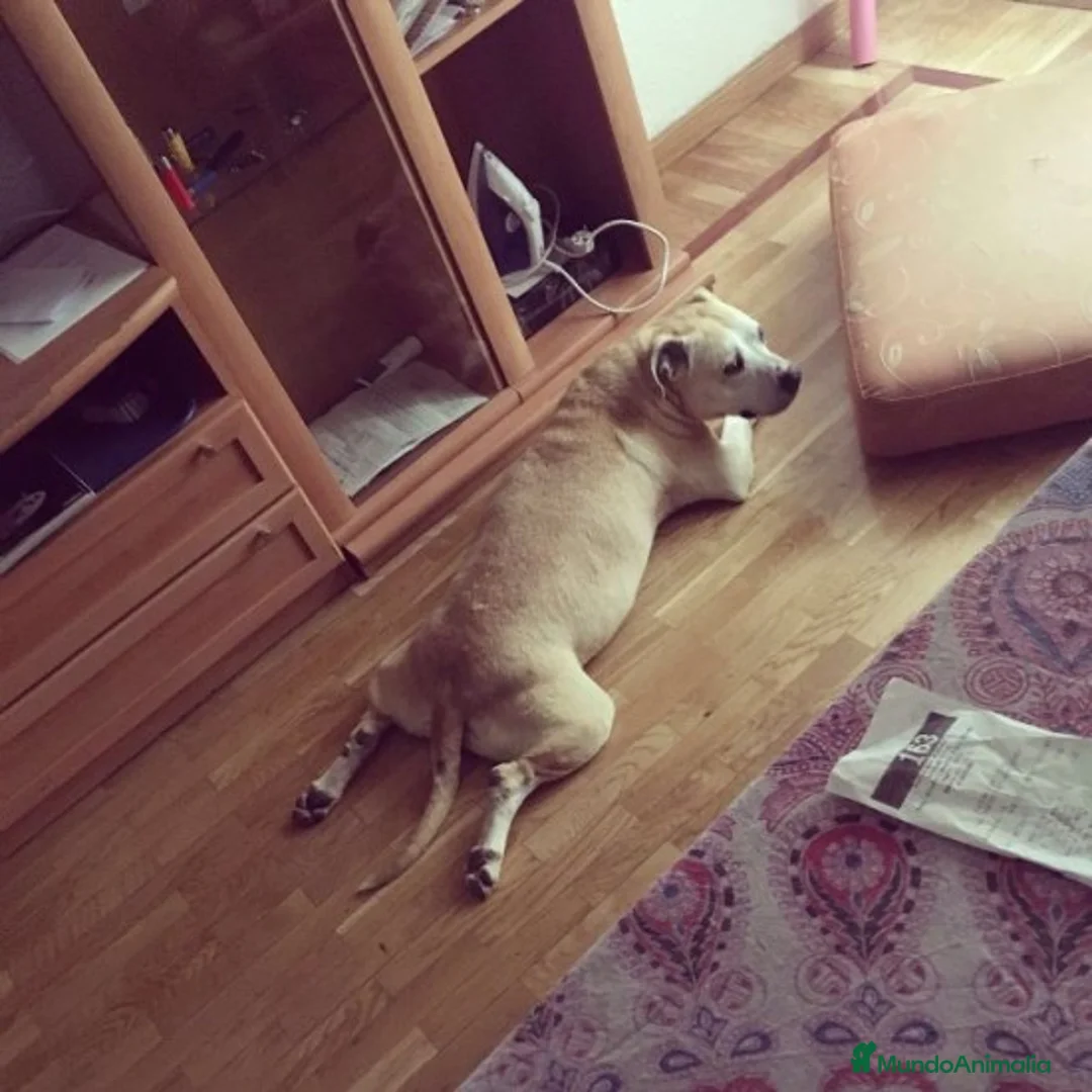 Raza Mixta perros en adopcion: KARLA, STAFFY EN ADOPCIÓN en Madrid - Anuncio 4