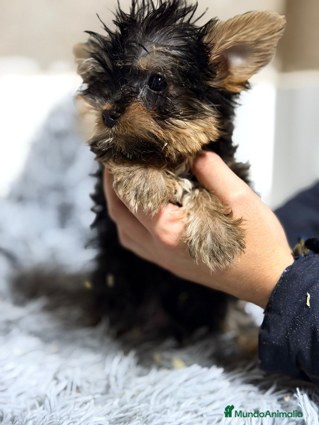 Yorkshire Terrier perros en venta: YORKSHIRE TERRIER MACHO - Anuncio 1