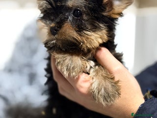 Yorkshire Terrier perros YORKSHIRE TERRIER MACHO - Anuncio 5