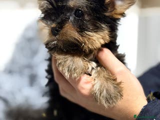 Yorkshire Terrier perros YORKSHIRE TERRIER MACHO - Anuncio 6