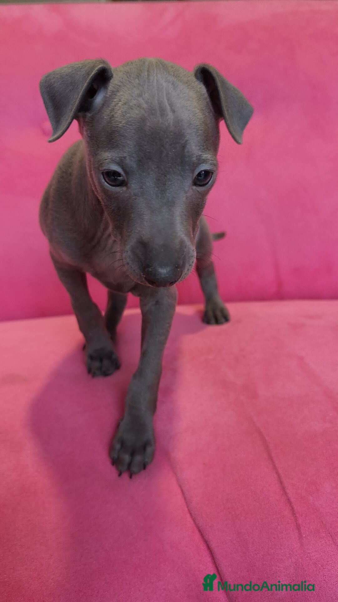 Pequeño Lebrel Italiano perros en venta: Piccolo Gris blue y Isabello Machos - Anuncio 4
