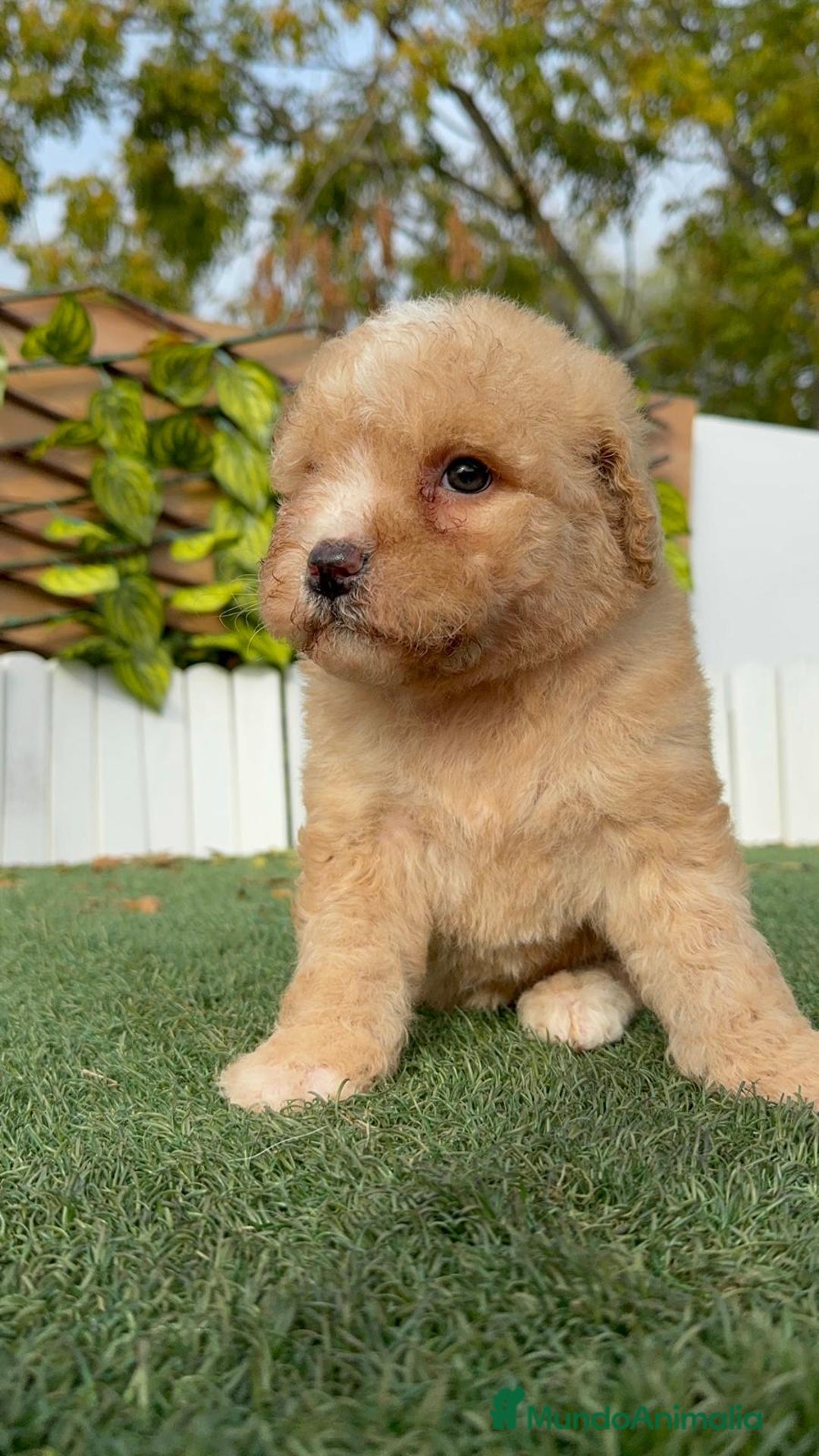 Perro de Agua Español perros en venta: PERRO DE AGUA ESPAÑOL - Anuncio 11