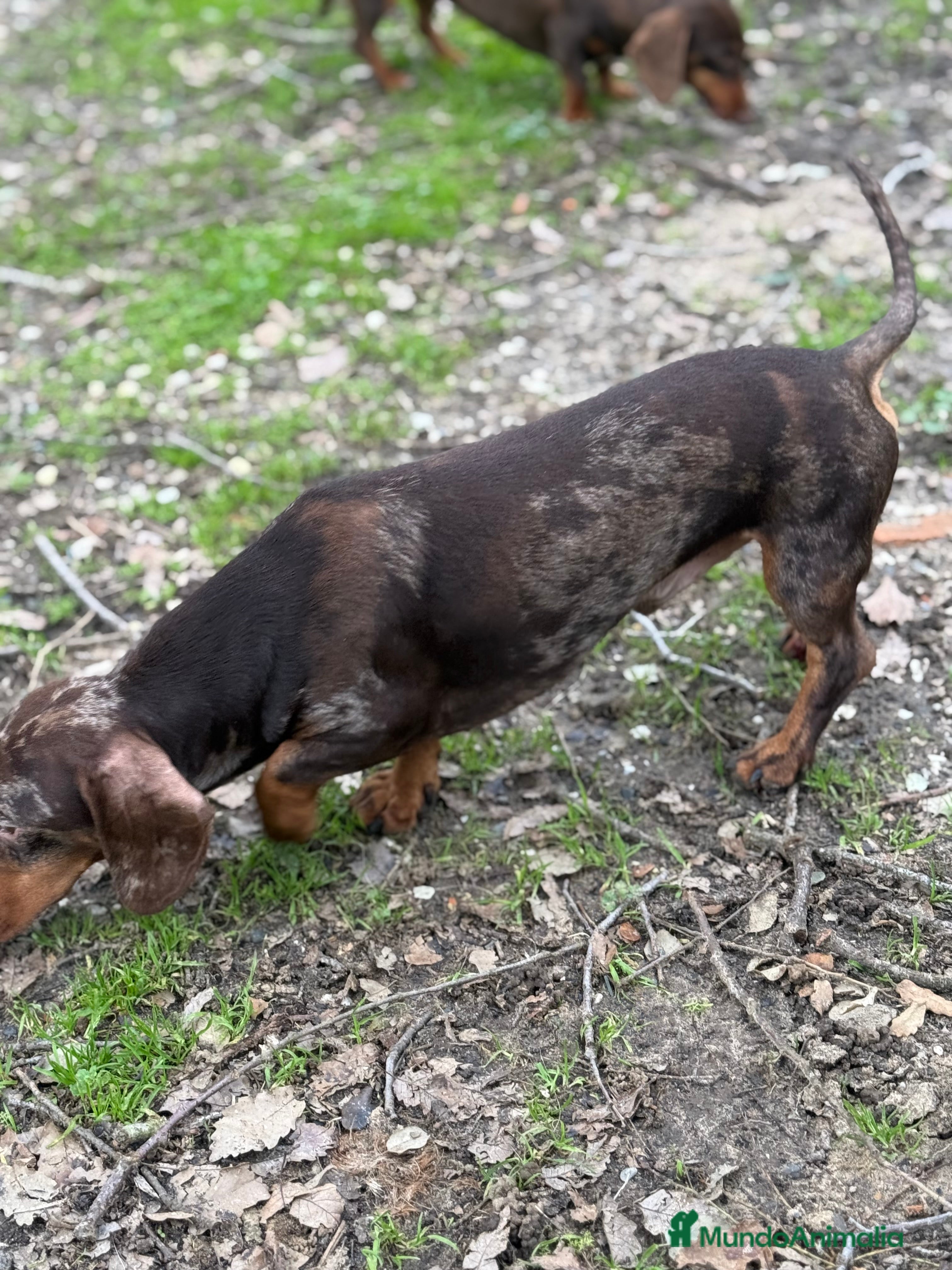 Teckel Miniatura perros Teckel arlequín chocolate - Anuncio 2