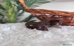 Chihuahua perros en venta: CHIHUAHUA MACHO CHOCOLATE & TAN - Imagen 5