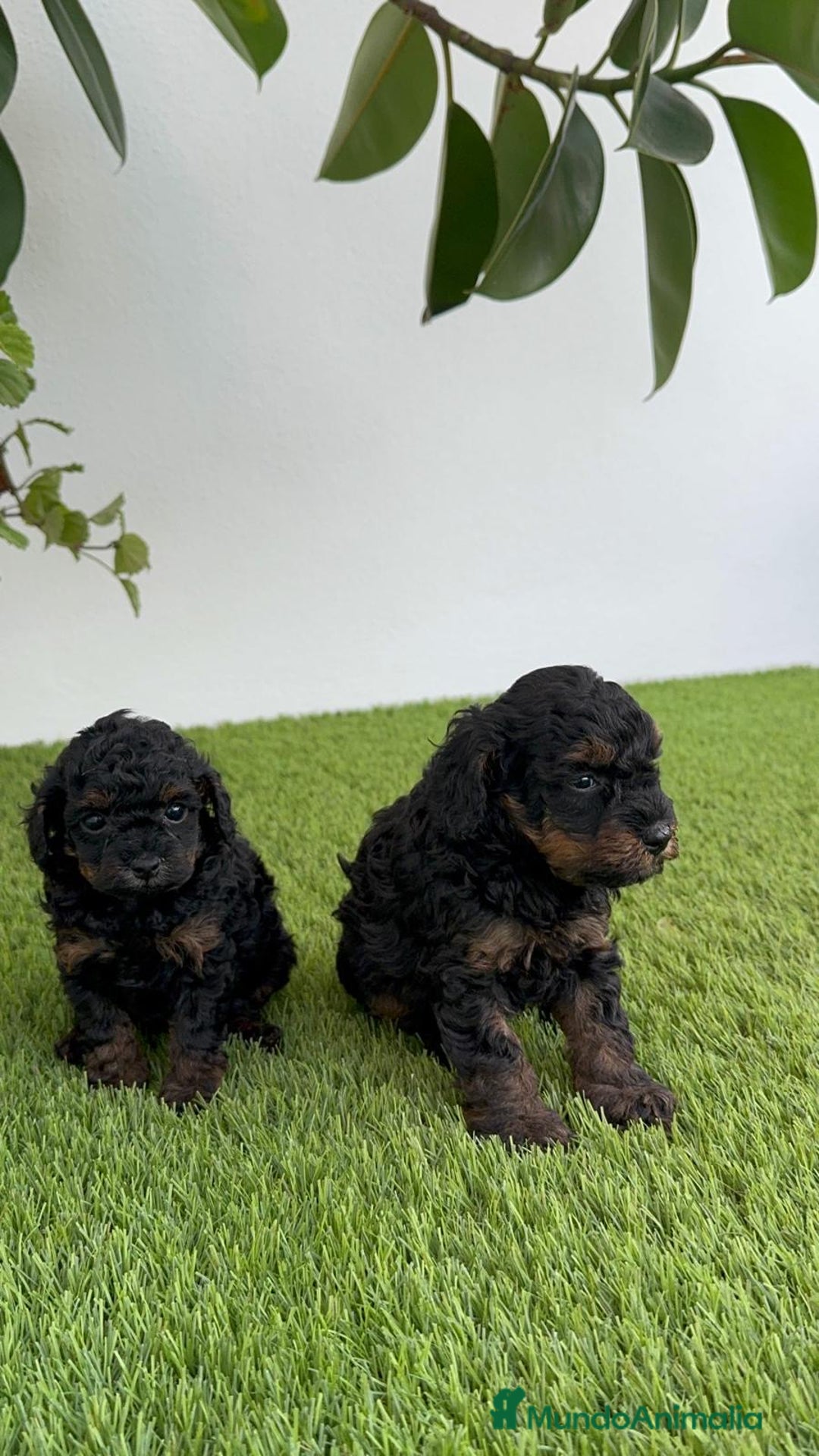 Caniche Toy perros en venta: CANICHE TOY HEMBRA - Imagen 23
