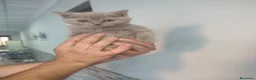 Británico de Pelo Corto Azul gatos en venta: Brithis - Anuncio 6