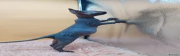 Sphynx gatos en venta: Precioso machito negro  - Anuncio 6