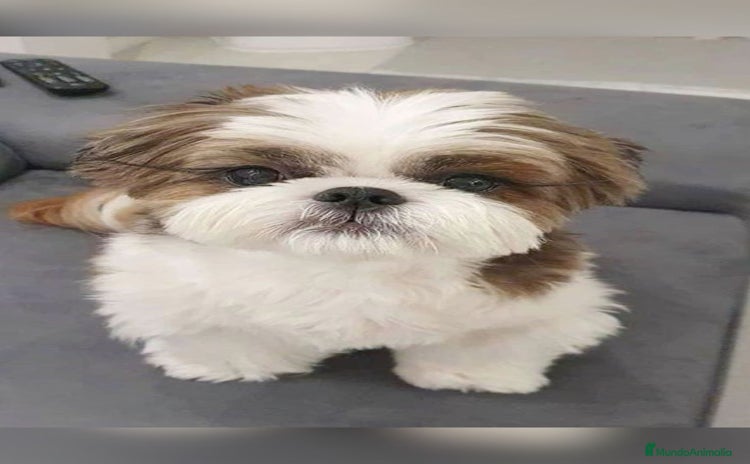 Shih Tzu perros - Propaganda 6