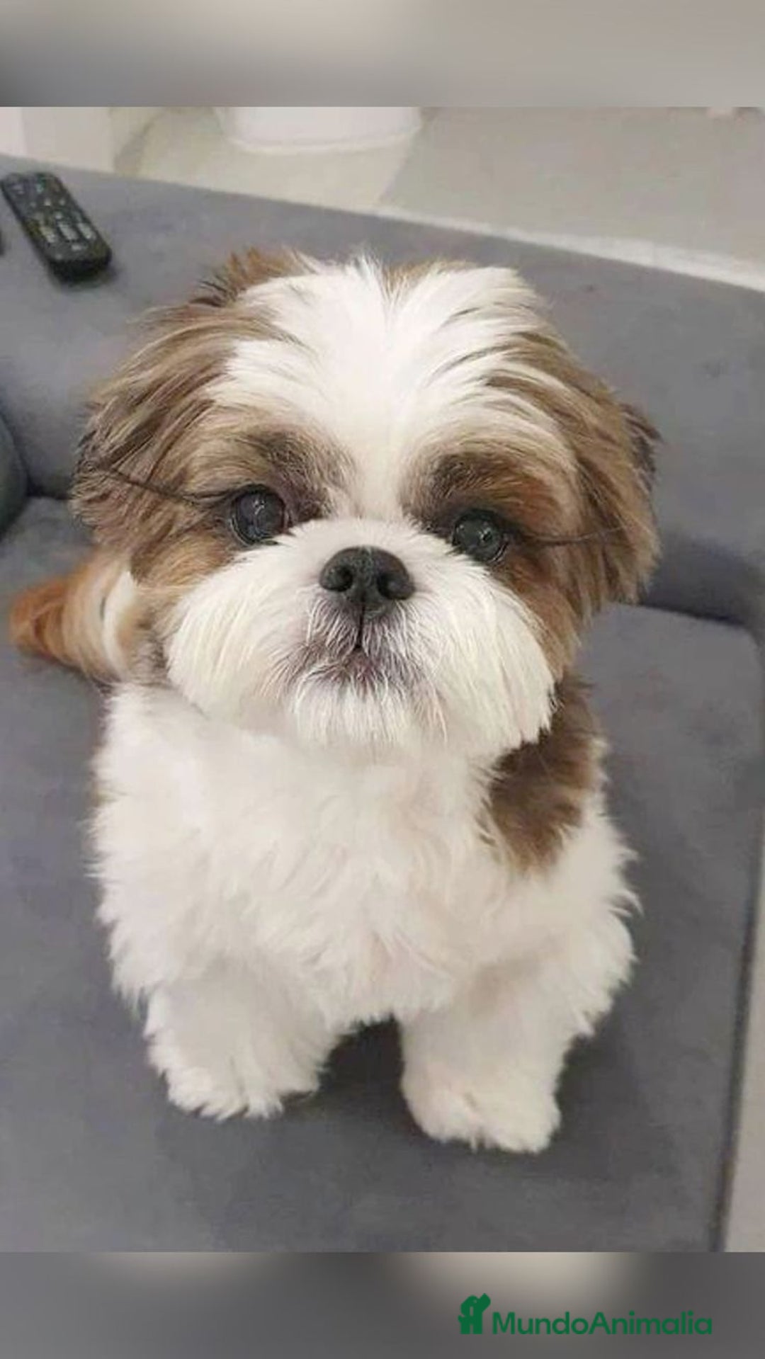Shih Tzu perros en venta: SHIH TZU - Imagen 1