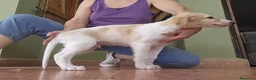 Borzoi perros en venta: Borzoi - Anuncio 7