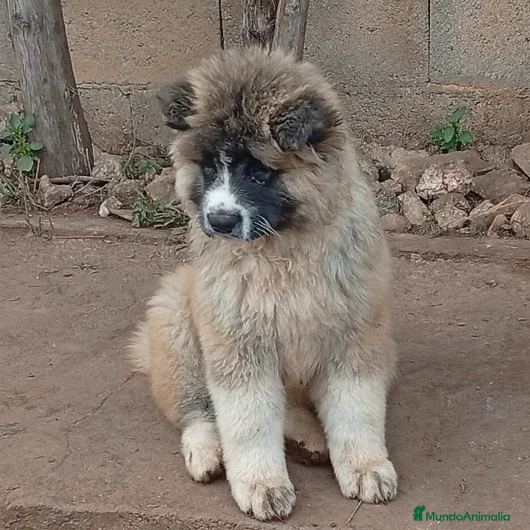 Akita Inu perros en venta: Akita Inu Pelo Largo  - Anuncio 2