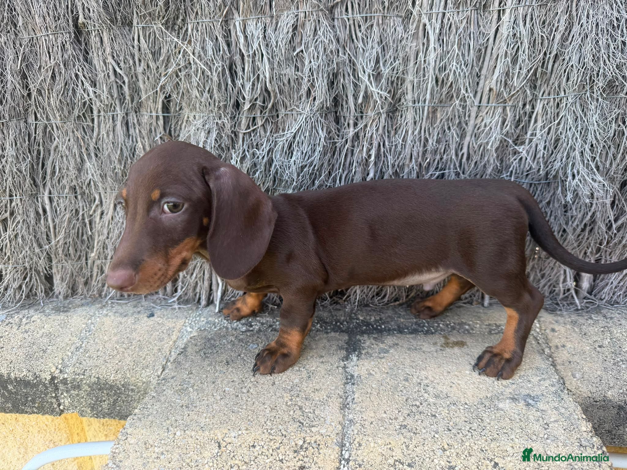 Teckel perros TECKEL MINI - Anuncio 17