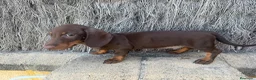 Teckel perros en venta: TECKEL MINI - Anuncio 1